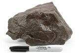 Chondrite Meteorite ( grams) - Western Sahara Desert #247542-1